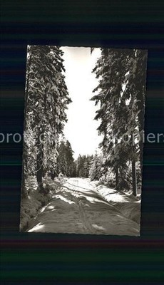 Friedenweiler forest section trail