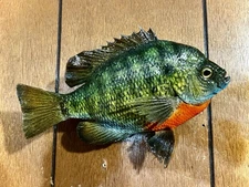 Bluegill Taxidermy Mount!