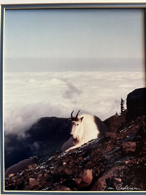 TOM & LU PEDERSEN Everett WA MOUNTAIN GOATS Color Photograph Print 14x11 Signed