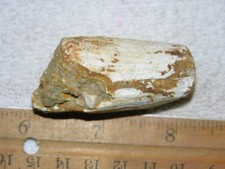 Dinosaur fossil tooth Spinosaurus Cretaceous Era bigger 2 inch long A39