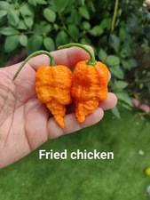 Fried Chicken Pepper, super hot 10+ Seeds