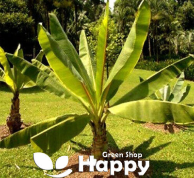 ETHIOPIAN BANANA PLANT - 5 LARGE SEEDS - BANANA SEEDS - ENSETE VENTRICOSUM  MUSA | eBay
