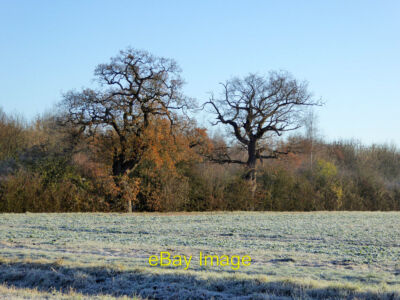 Photo 6x4 Two trees across a frosty field Murcott/SP5815  c2016