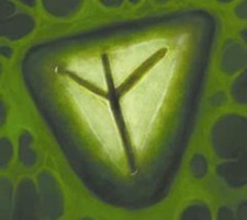 Pirates of the Frozen North - #092 Runes of Magic