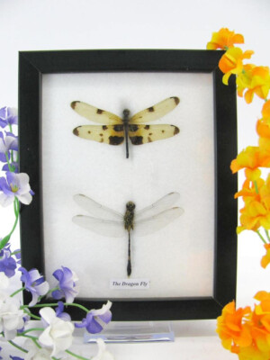 2 Real Beautiful Exotic Taxidermic Dragonflies in a Display Case - Mural 03