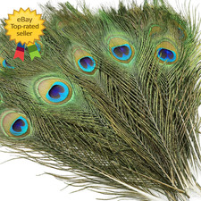 10PCS Real Natural Peacock Eye Feathers 10 12...
