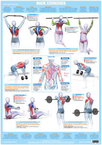 Gym Exercise Chart