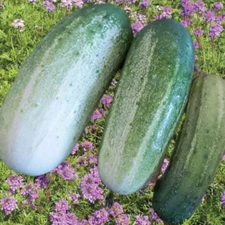 25+ Arkansas little leaf CUCUMBER  SEEDS - HEIRLOOM.
