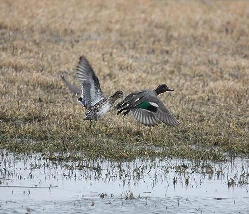 Primos Hunting 839 Duck Call, Power Drake & Duck Whistle - Image 2 of 4