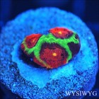 Corals of Eden ~ WYSIWYG Live Coral Frag ~ Bejeweled Favia Coral ~ LPS SPS — photo 1