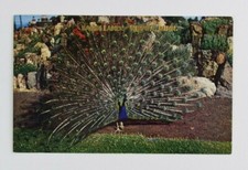 NISSWA Minnesota BAMBI LAND Red Riding Hood VINTAGE Postcard 