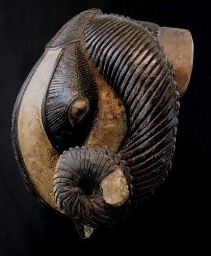 Art Africain - Superbe Masque Bélier Baoulé Baule - Impressive Ram Mask - 30 Cms - Photo 6 sur 11