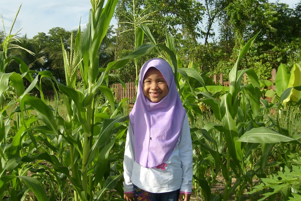 sweet yellow corn : true breed tropical fruit seeds - Image 2 of 3