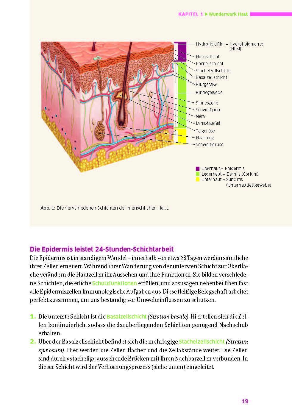 Thumbnail - Das Große Buch Für Die Gesunde Haut Ruth Von Braunschweig Buch 400 S.