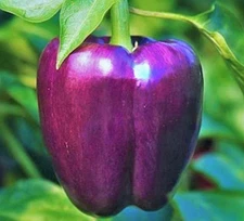 PURPLE BELL PEPPER SEEDS 50+ SWEET vegetable GARDEN plants CAPSICUM non-gmo