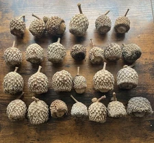 25 Burr Oak Tree Acorns Large Burr Oak Seeds Planting Crafts Quercus Macrocarpa
