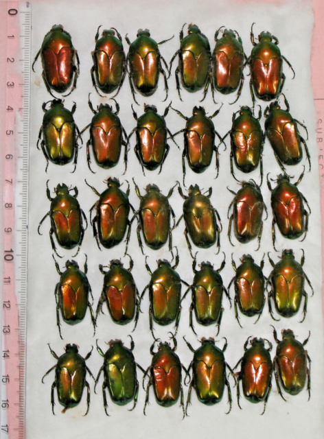 Cetoniidae. 30 x Ischiopsopha ritsemae. Peleng Is