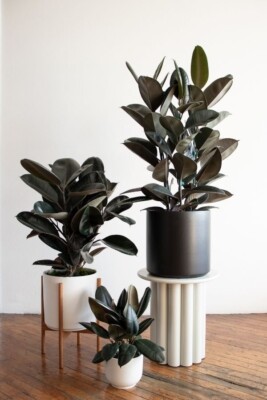 LIVE PLANT 3ft Ficus Elastica Burgundy - Indian Burgundy Rubber Tree, Rubber Fig