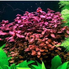 Ludwigia Palustris Super Red 5 Stems Intense Red Aquarium Plant