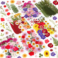 210 Pcs Dried Pressed Flowers for Resin,Real Nature Dried Flowers for Crafts Bul