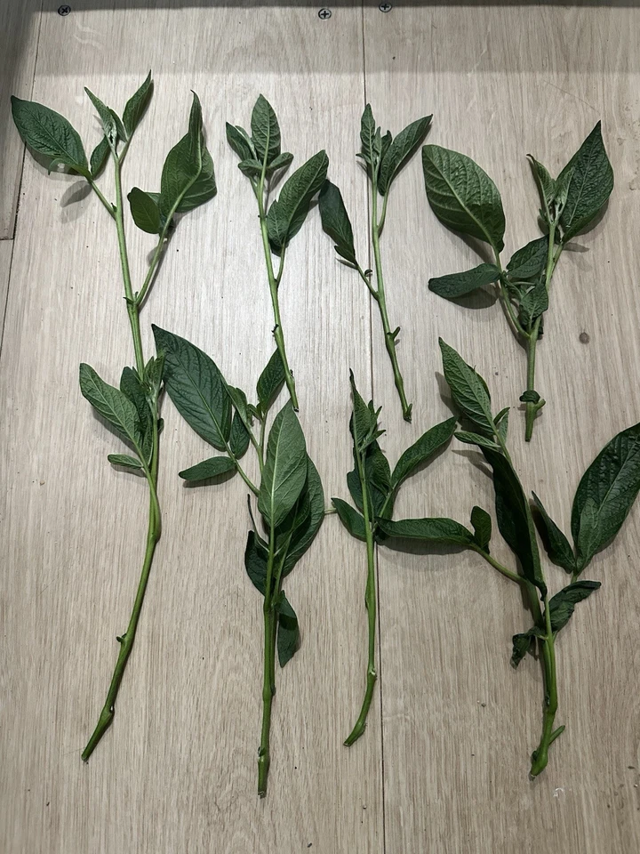 10x Pepinos Melon FreshCutting Plants - Image 2 of 4