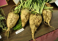 110 SEEDS - beet SUGAR Make your own sugar - GroCo USA - BUY ANY 15-SHIPS FREE!
