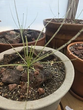 Drosophyllum Lusitanicum-- 20 FRESH SEEDS-- HARVESTED 2025