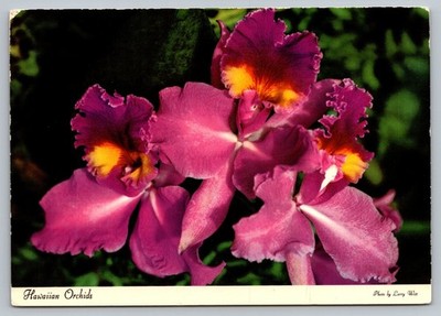 Hawaiian Orchids Bright Purple In Bloom Unposted HI Postcard