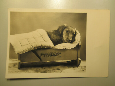 ~1930 alte Foto AK Dackel / Dachshund Teckel Hund 