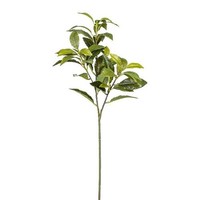 artplants Deko Zweig Lorbeer Krovan, GrüN, 65Cm