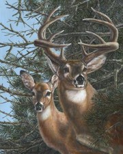 Ceramic Backsplash Tile Mural Deer Elk Kitchen/Bathroom - Edge Of The Pines