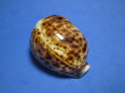 Cypraea tigris (Linnaeus,1758) ''FREAK!'' (71.4mm)
