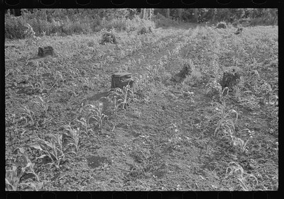 New Madrid Fuse Plug Levee District,Missouri,Farm Security Administration,FSA,1