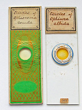  on The Hot Collector