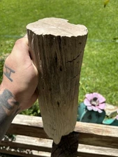 Legume Petrified Wood Limb Lufkin Tx Yegua Formation 