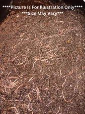 Organic Compost Worms (Red Wigglers) Fresh and Ready To Ship!