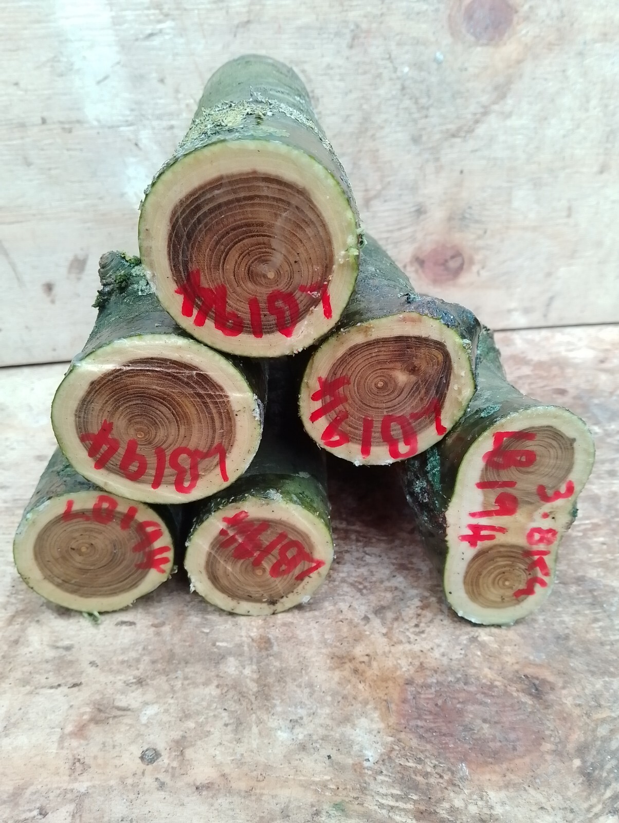 Laburnum hardwood,turning blanks,carving,craft wood,3.8kg200x5065