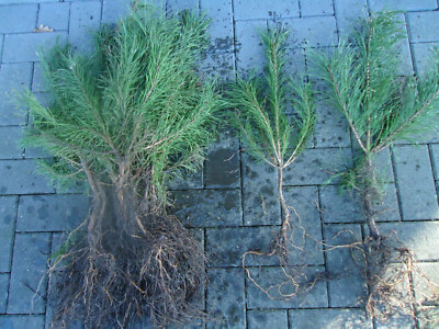 50st. Waldkiefer 30-60cm Forstpflanzen Pinus sylvestris Kiefer Wurzelware |  eBay.de