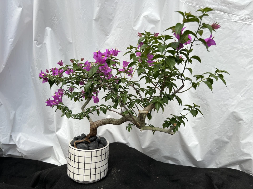 Beautiful Blooming Purple Old Live Bougainvillea Bonsai Tree Live Plant - Image 4 of 4