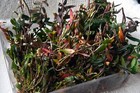 a Dendrobium officinale/catenatum 铁皮石斛,blooming size,15+pseudobulbs ,2 yr old — photo 4