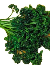 Forest Green Parsley Seeds 300+ SEEDS  NON-GMO  BUY 4 ITEMS FREE SHIPPING!!!!!