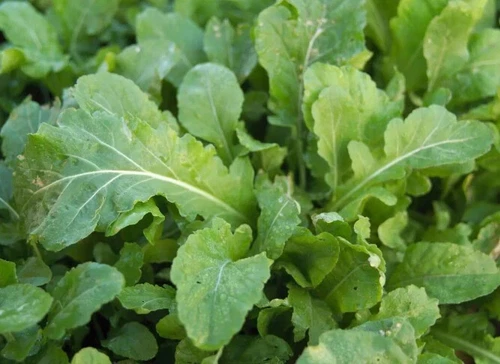 Rocket Seeds WASABI ROCKET SEEDS Leafy Vegetable Garden Arugula Vegetable Seeds