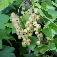 1 - PRIMUS WHITE Currant - Healthy Live Plant - SHIPPING NOW