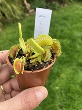 Venus Fly Trap, Dionaea muscipula ZIPP in a 6cms Pot