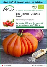 SAFLAX Kit cadeau - BIO - Tomate - Coeur de boeuf - 10 graines - Solanum