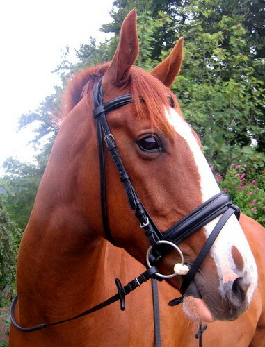 headpiece for horses