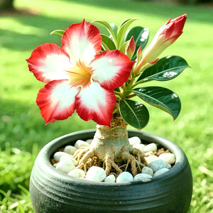 Adenium Obesum Samen | eBay.de