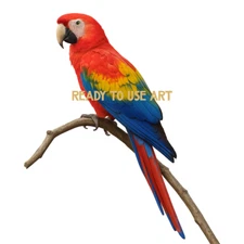 Wild Tropical Bird Parrot Digital Download Animal Bright Feathers Image  Print 
