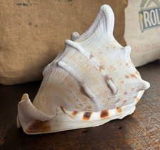 Vintage Large Cassis Cornta Gaint Helmet/Horned Conch Shell