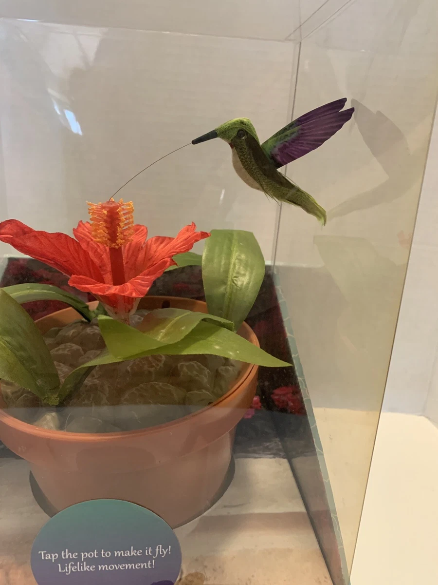 Pet hummingbird cheap